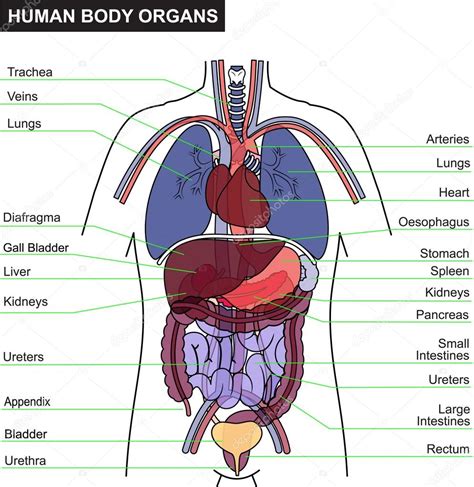 orgãos do corpo humano